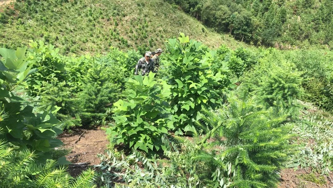 福建金森舉辦首屆“村企合作造林村民開放日”活動 福建金森舉辦首屆“村企合作造林村民開放日”活動