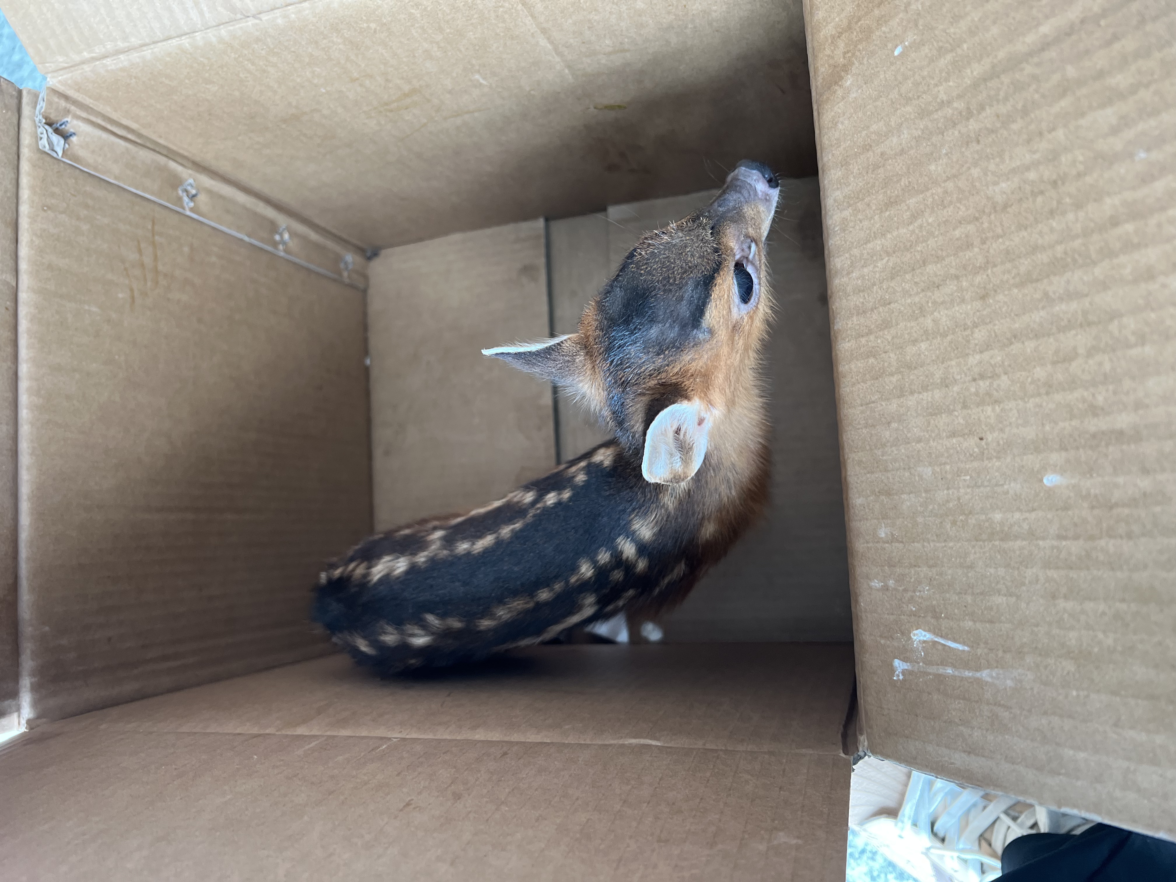 保護(hù)野生動(dòng)物 守護(hù)共同家園   ——福建金森成功救助國(guó)家"三有"保護(hù)動(dòng)物幼年山麂